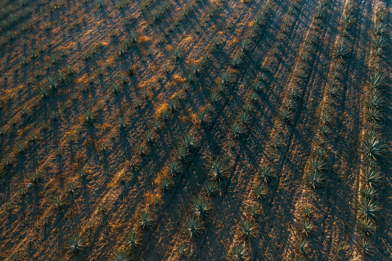 Vista aérea de parcelas agrícolas organizadas
