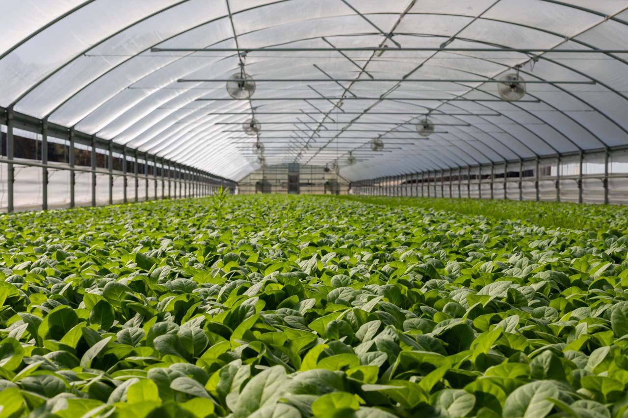 Invernadero moderno con tecnología agrícola