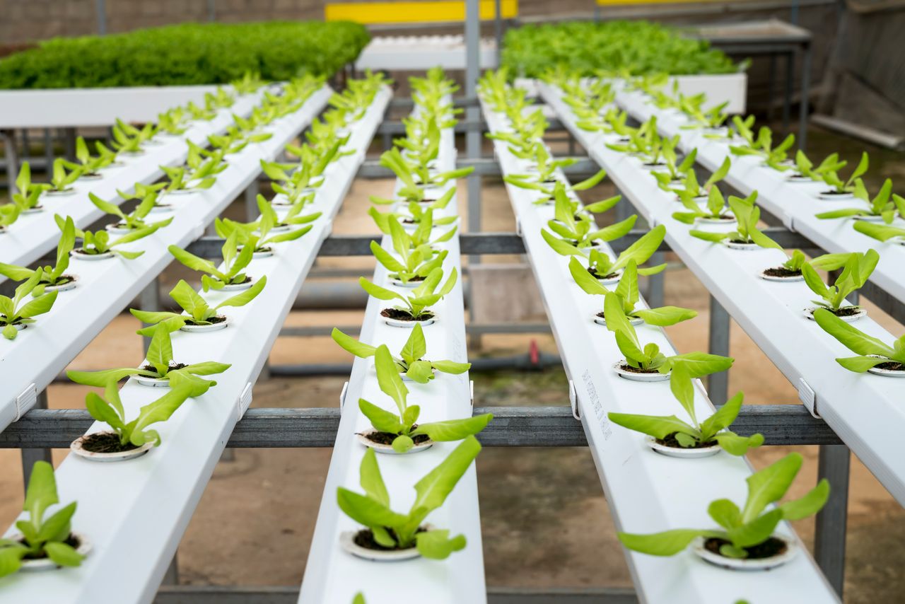 Sistema de riego en un campo agrícola